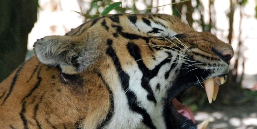 Tigar (Foto: tellicoimages.com) Tigar (Foto: tellicoimages.com)