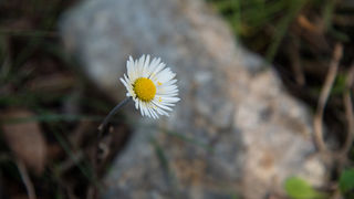 Berba maslina u Lunu, foto: V. Pesic