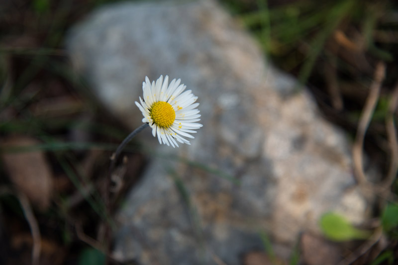 Berba maslina u Lunu, foto: V. Pesic
