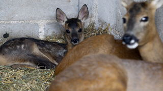 Zadar, 270510.
Prijatelji zivotinja se pobunili protiv improviziranog ZOO-a u Obrovcu. Vlasnik restorana Anita Milan Anic uz janjetinu s raznja u svojoj ponudi drzi i egzoticne zivotinje, majmune, klokane, nojeve, rode, rakune.
Foto: Jure Miskovic / CROPI Zadar, 270510.
Prijatelji zivotinja se pobunili protiv improviziranog ZOO-a u Obrovcu. Vlasnik restorana Anita Milan Anic uz janjetinu s raznja u svojoj ponudi drzi i egzoticne zivotinje, majmune, klokane, nojeve, rode, rakune.
Foto: Jure Miskovic / CROPI