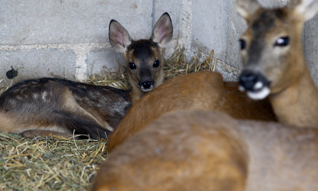 Zadar, 270510.
Prijatelji zivotinja se pobunili protiv improviziranog ZOO-a u Obrovcu. Vlasnik restorana Anita Milan Anic uz janjetinu s raznja u svojoj ponudi drzi i egzoticne zivotinje, majmune, klokane, nojeve, rode, rakune.
Foto: Jure Miskovic / CROPI Zadar, 270510.
Prijatelji zivotinja se pobunili protiv improviziranog ZOO-a u Obrovcu. Vlasnik restorana Anita Milan Anic uz janjetinu s raznja u svojoj ponudi drzi i egzoticne zivotinje, majmune, klokane, nojeve, rode, rakune.
Foto: Jure Miskovic / CROPI