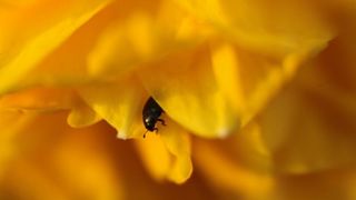 Boje i mirisi proljeća, Foto: CROPIX