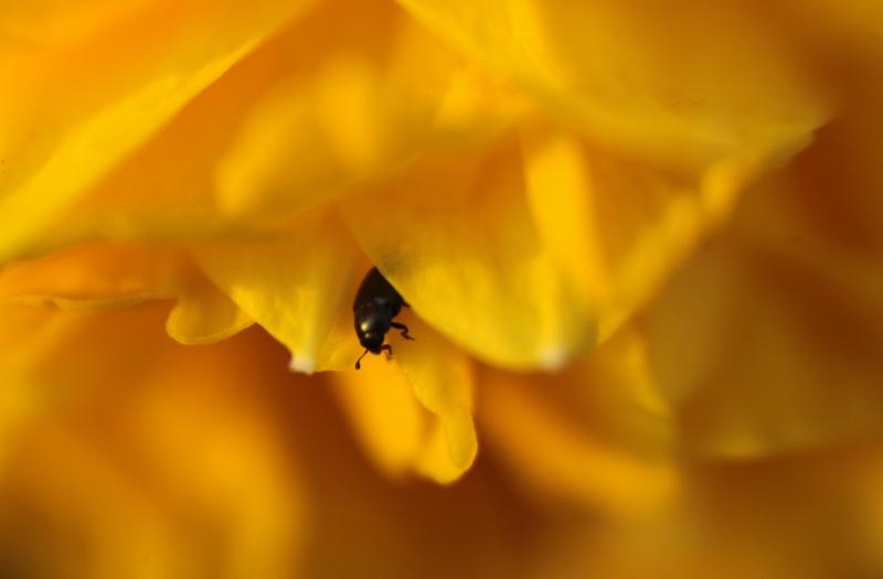 Boje i mirisi proljeća, Foto: CROPIX
