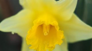 Boje i mirisi proljeća, Foto: CROPIX