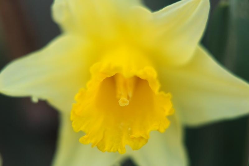 Boje i mirisi proljeća, Foto: CROPIX