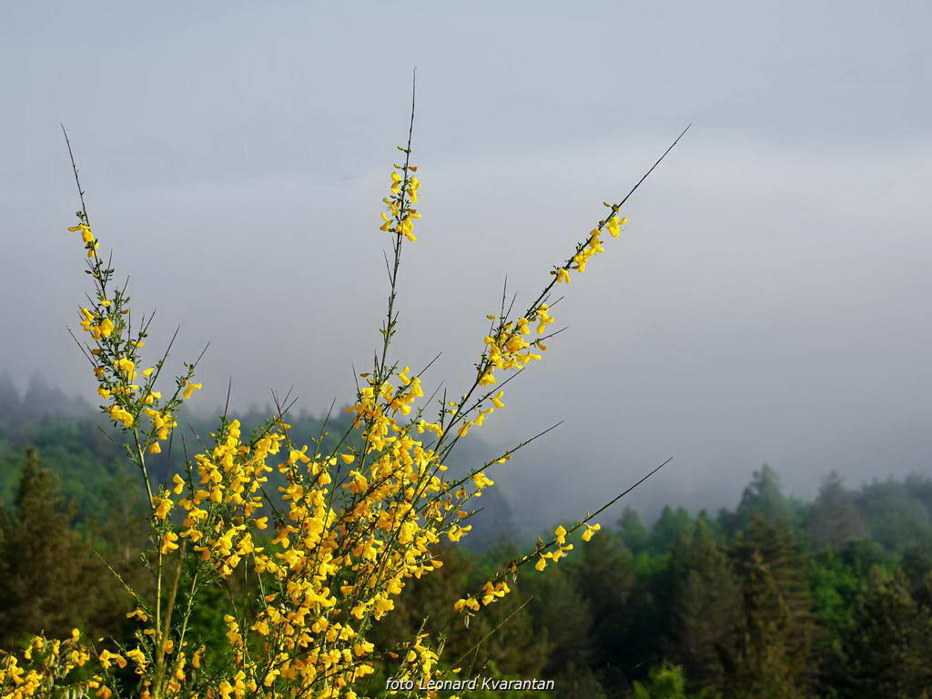 Odmor za dušu u ljepoti prirode by L. Kvarantan