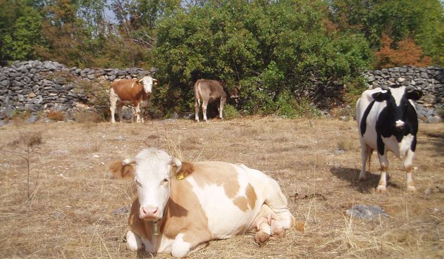 Gospodarstvo s kravama (Foto: Domagoj Zovko)