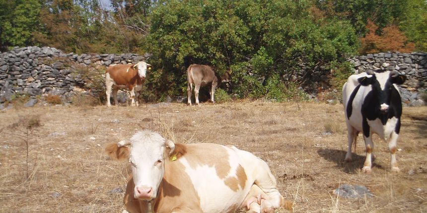 Gospodarstvo s kravama (Foto: Domagoj Zovko)
