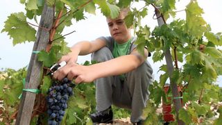 Primošten. Počela berba grožđa od kojeg se pravi svjetski poznato vino Babić. Photo: Duško Jaramaz/PIXSELL Primošten. Počela berba grožđa od kojeg se pravi svjetski poznato vino Babić. Photo: Duško Jaramaz/PIXSELL