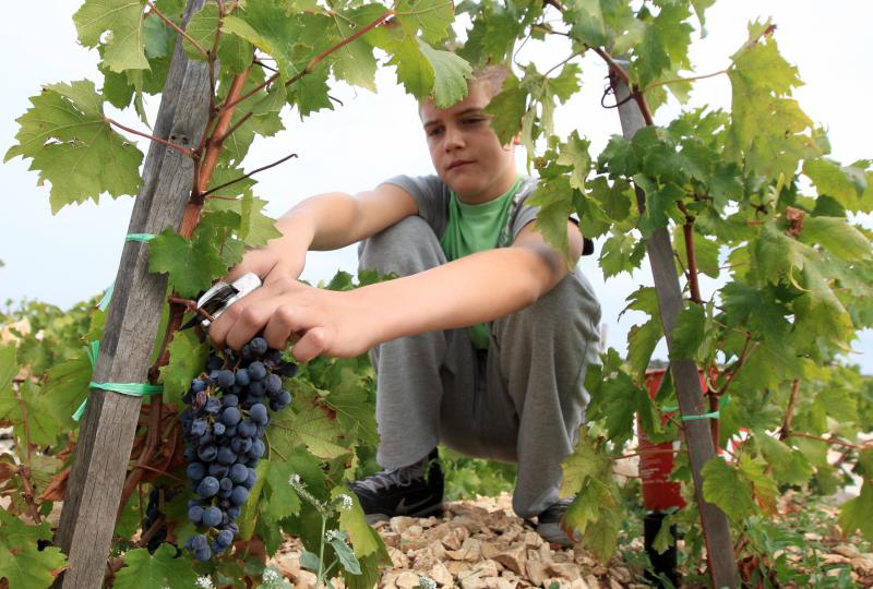 Primošten. Počela berba grožđa od kojeg se pravi svjetski poznato vino Babić. Photo: Duško Jaramaz/PIXSELL Primošten. Počela berba grožđa od kojeg se pravi svjetski poznato vino Babić. Photo: Duško Jaramaz/PIXSELL