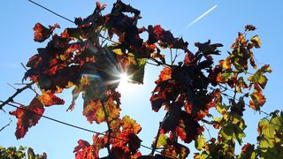 Boje jeseni u vinogradu Boje jeseni u vinogradu
