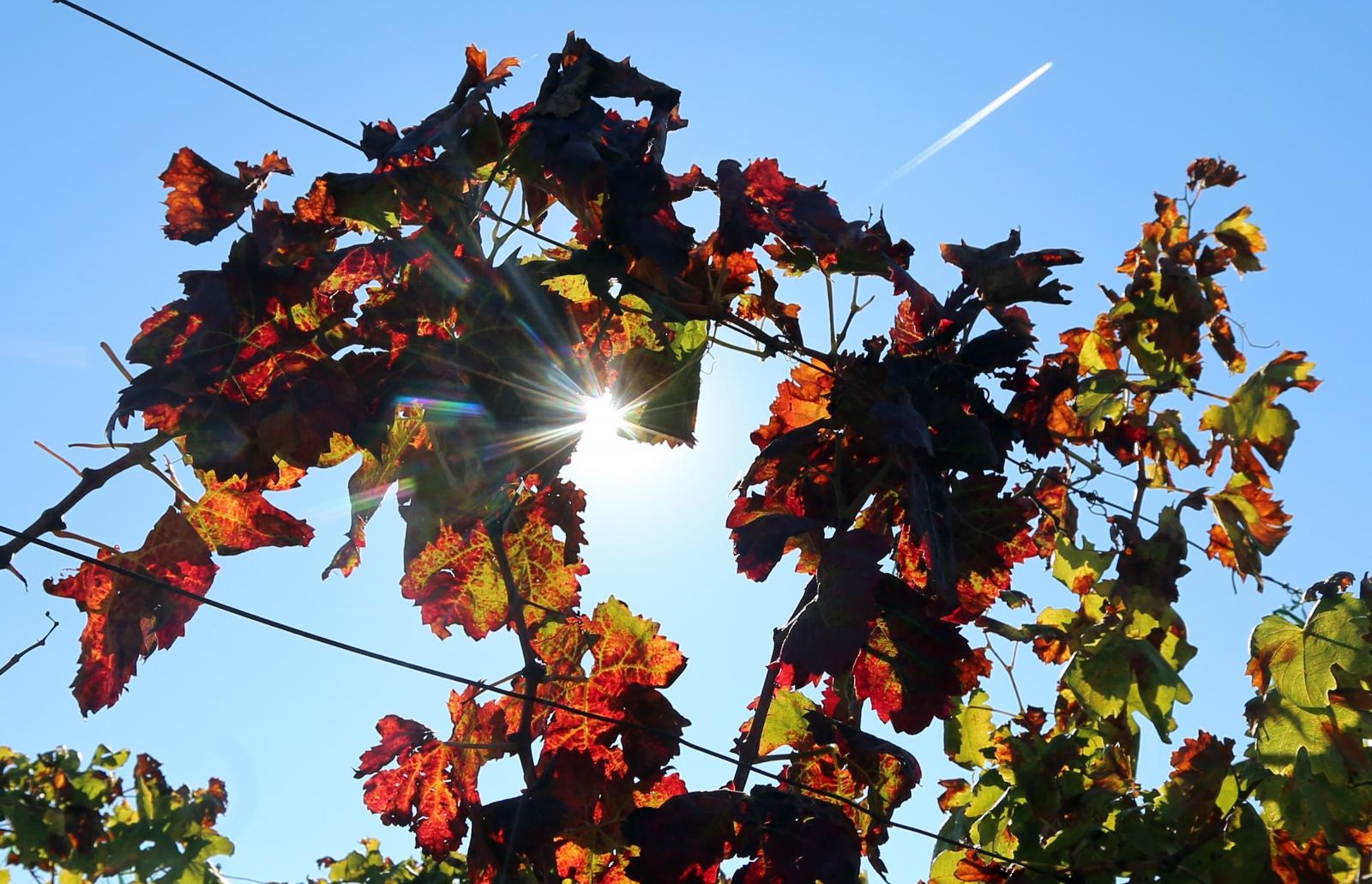 Boje jeseni u vinogradu Boje jeseni u vinogradu