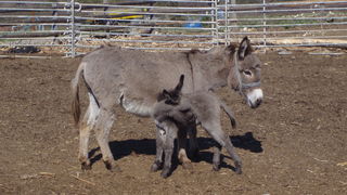 OLYMPUS DIGITAL CAMERA OLYMPUS DIGITAL CAMERA