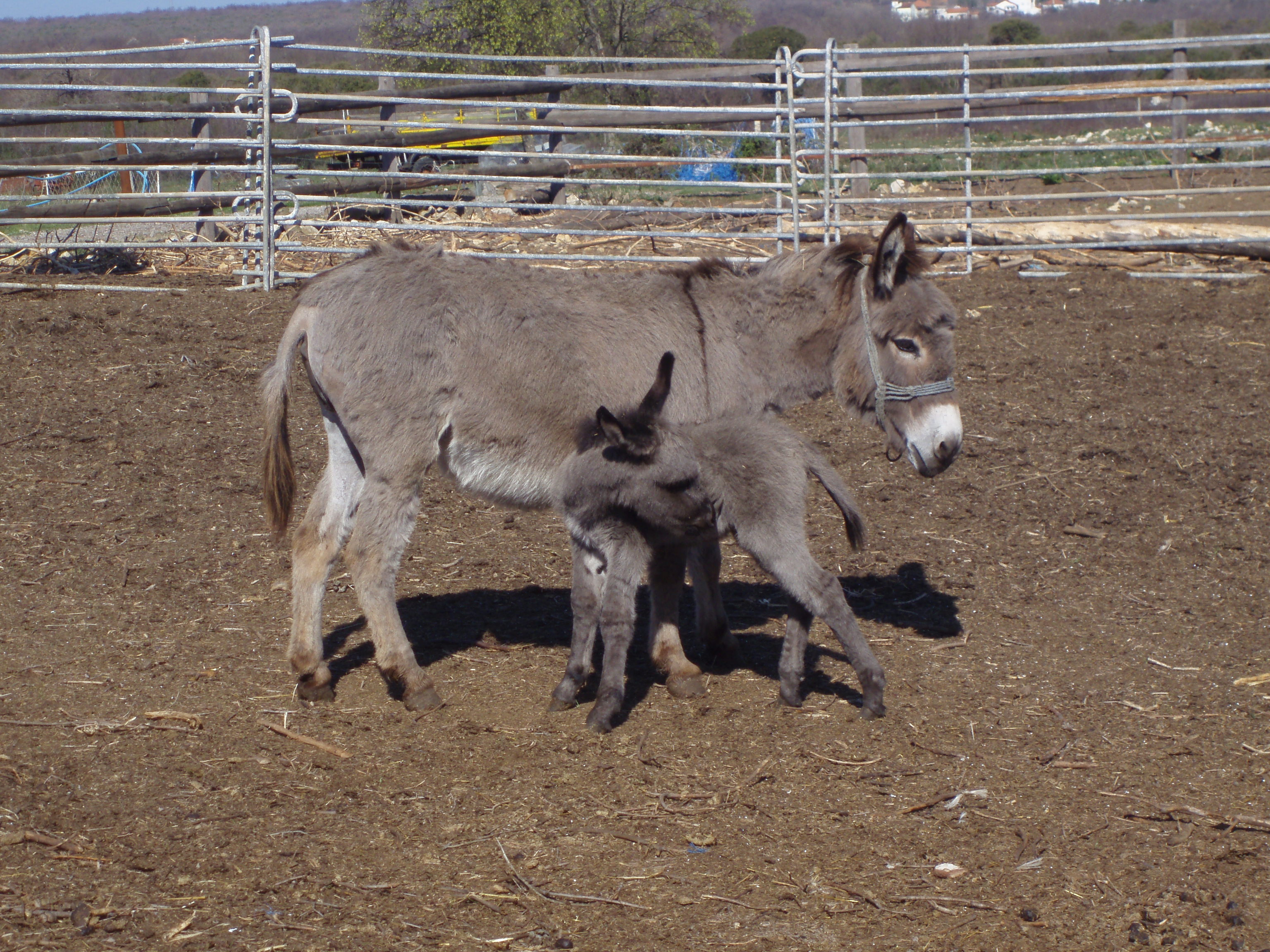 OLYMPUS DIGITAL CAMERA OLYMPUS DIGITAL CAMERA