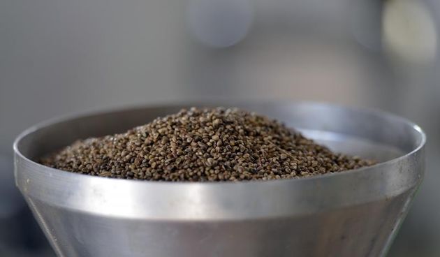 U obiteljskoj uljari Tkalec poceli su s proizvodnjom ulja od industrijske konoplje. Lucija Tkalec radi na presi za hladno presanje sjemenki konoplje. Photo: Marko Jurinec/PIXSELL