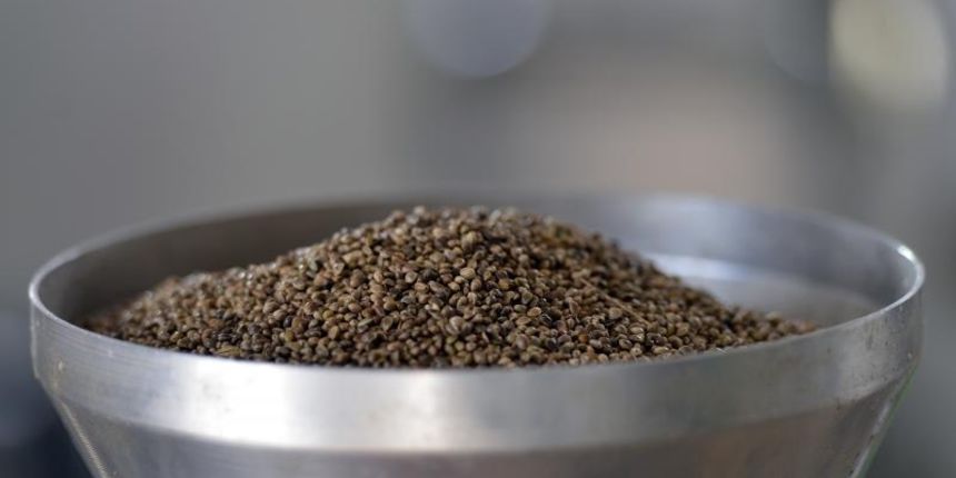 U obiteljskoj uljari Tkalec poceli su s proizvodnjom ulja od industrijske konoplje. Lucija Tkalec radi na presi za hladno presanje sjemenki konoplje. Photo: Marko Jurinec/PIXSELL U obiteljskoj uljari Tkalec poceli su s proizvodnjom ulja od industrijske konoplje. Lucija Tkalec radi na presi za hladno presanje sjemenki konoplje. Photo: Marko Jurinec/PIXSELL