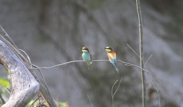 U pjescanom zidu obale rijeke Drave, na predjelu Libanovac kod naselja Djelekovec, na samo 15-ak kilometara od Koprivnice gnijezde se mnogobrojne bregunice i pcelarice. To je staniste bregunica jedno od svega nekoliko takvih mjesta na cjelokupnom toku ri