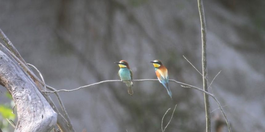 U pjescanom zidu obale rijeke Drave, na predjelu Libanovac kod naselja Djelekovec, na samo 15-ak kilometara od Koprivnice gnijezde se mnogobrojne bregunice i pcelarice. To je staniste bregunica jedno od svega nekoliko takvih mjesta na cjelokupnom toku ri U pjescanom zidu obale rijeke Drave, na predjelu Libanovac kod naselja Djelekovec, na samo 15-ak kilometara od Koprivnice gnijezde se mnogobrojne bregunice i pcelarice. To je staniste bregunica jedno od svega nekoliko takvih mjesta na cjelokupnom toku ri