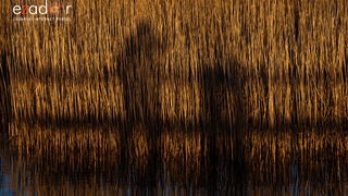 Nedjeljno svitanje na Vranskom jezeru Nedjeljno svitanje na Vranskom jezeru