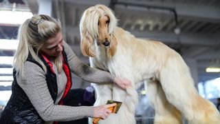 Izložba pasa na Zagrebačkom velesajmu Izložba pasa na Zagrebačkom velesajmu