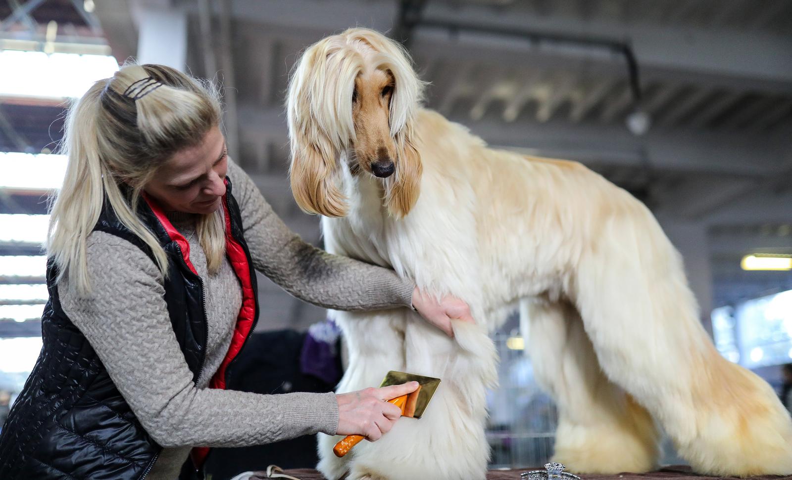 Izložba pasa na Zagrebačkom velesajmu Izložba pasa na Zagrebačkom velesajmu