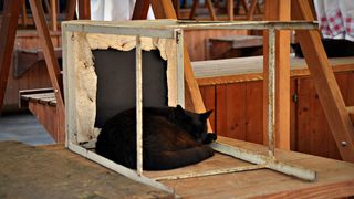 Mačja špica na zadarskoj pijaci