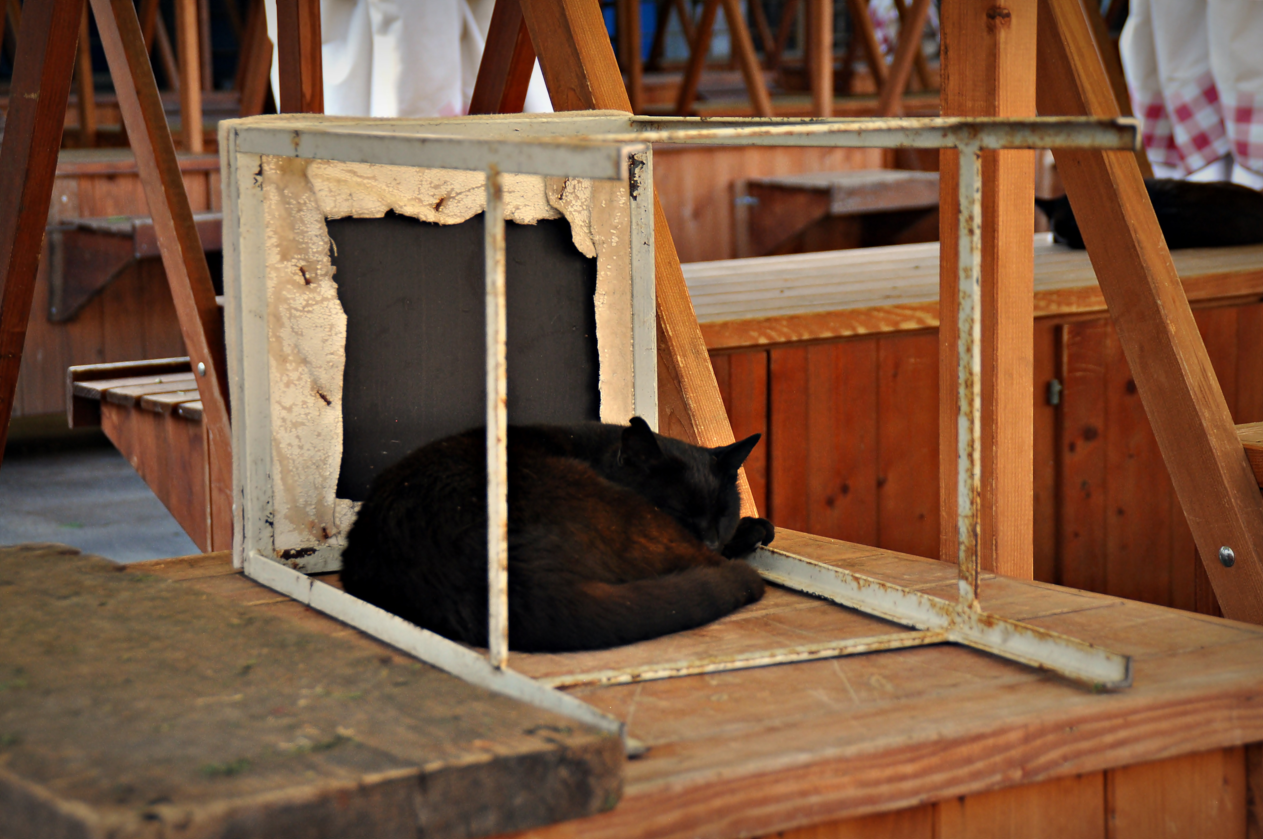 Mačja špica na zadarskoj pijaci