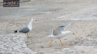 Đir po gradu, srijeda 21. veljače 2018. Đir po gradu, srijeda 21. veljače 2018.