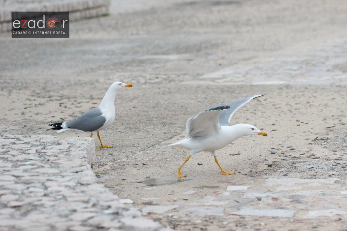Đir po gradu, srijeda 21. veljače 2018. Đir po gradu, srijeda 21. veljače 2018.
