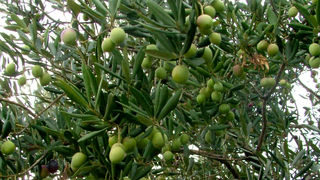 Image 1191211 (auto)