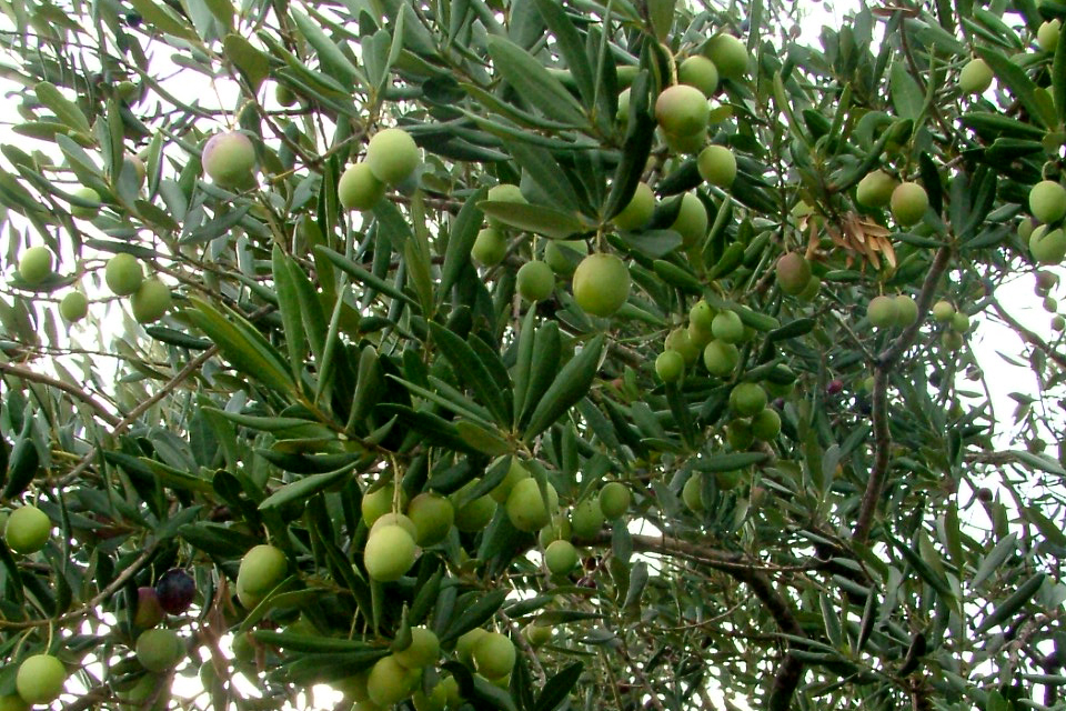 Image 1191211 (auto)