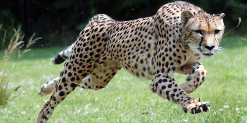 Gepardica sarah, Foto: tampabay.com Gepardica sarah, Foto: tampabay.com