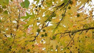 Prekrasne boje bjelovarske jeseni, Photo: Damir Špehar/PIXSELL
