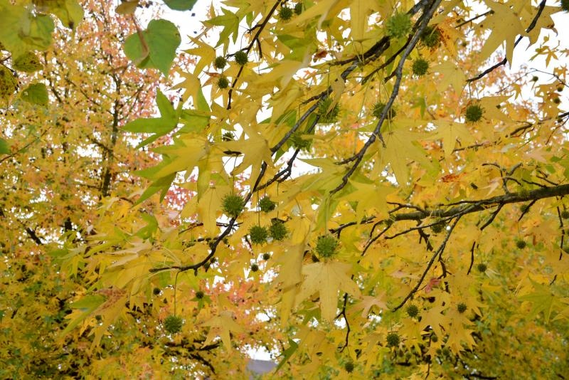 Prekrasne boje bjelovarske jeseni, Photo: Damir Špehar/PIXSELL