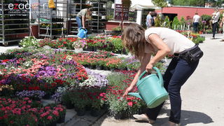 Svečano otvoren 18. Festival cvijeća Zadarske županije u Sv. Filip i Jakovu
