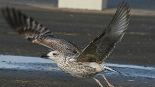 Moj galebe by Leo Banić