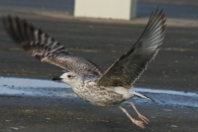 Moj galebe by Leo Banić