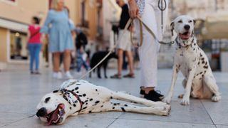 Red Carpet Dalmatian Walk @Trg pet bunara Red Carpet Dalmatian Walk @Trg pet bunara