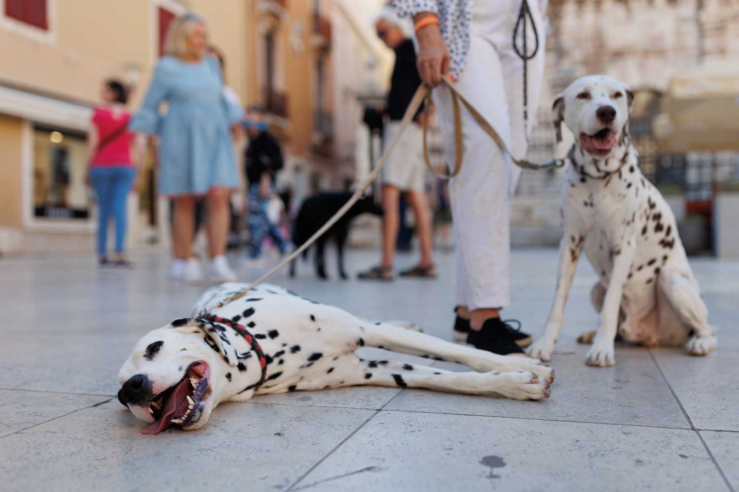 Red Carpet Dalmatian Walk @Trg pet bunara Red Carpet Dalmatian Walk @Trg pet bunara