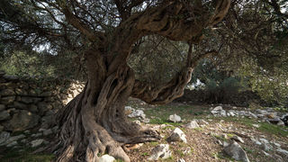 Berba maslina u Lunu, foto: V. Pesic