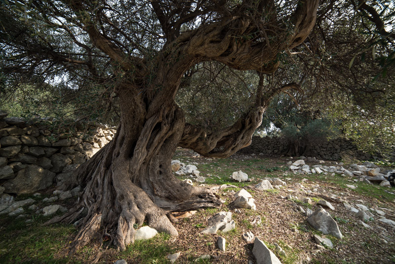 Berba maslina u Lunu, foto: V. Pesic