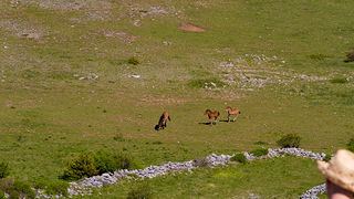 Velebitski divlji konji, Foto: Leo Banić