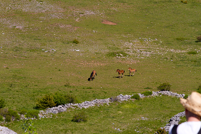 Velebitski divlji konji, Foto: Leo Banić