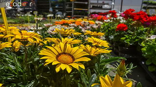 Svečano otvoren 18. Festival cvijeća Zadarske županije u Sv. Filip i Jakovu