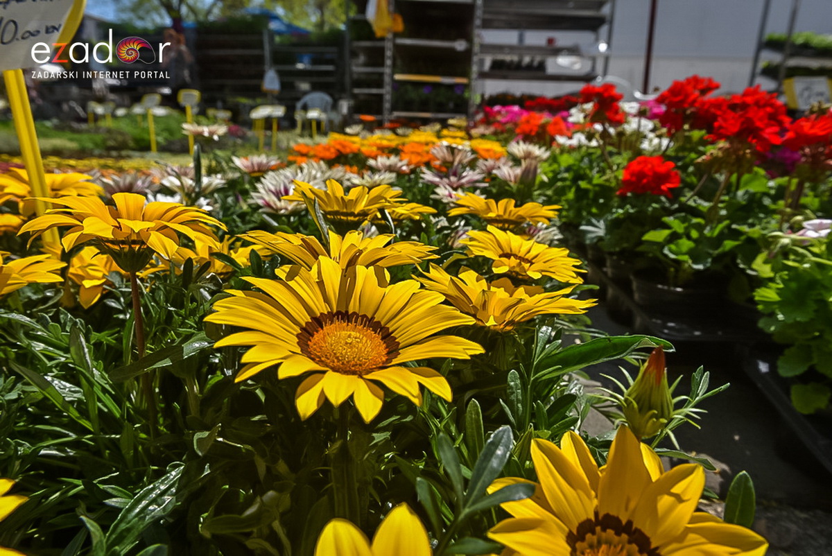 Svečano otvoren 18. Festival cvijeća Zadarske županije u Sv. Filip i Jakovu