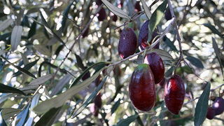 Put masline od stabla do djevicanskog ulja, Foto: Leo Banic Put masline od stabla do djevicanskog ulja, Foto: Leo Banic