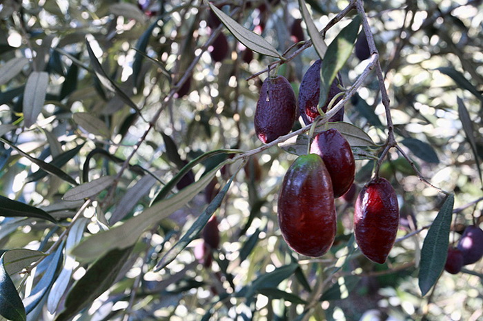 Put masline od stabla do djevicanskog ulja, Foto: Leo Banic Put masline od stabla do djevicanskog ulja, Foto: Leo Banic
