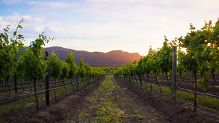 Putevima vinove loze: Top destinacije za ljubitelje vina