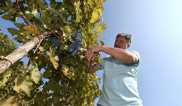 Na vinorodnim obroncima Kostanjevice poznati hrvatski “kralj” tartufa Giancarlo Zigante u dijelu vinograda gdje je zasadjeno 4500 loza prije pet godina, s prijateljima i radnicima bere grozdje sorte cabernet sauvignon. Kako je ove godine grozdje izvaredne