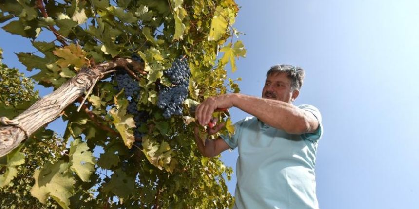 Na vinorodnim obroncima Kostanjevice poznati hrvatski “kralj” tartufa Giancarlo Zigante u dijelu vinograda gdje je zasadjeno 4500 loza prije pet godina, s prijateljima i radnicima bere grozdje sorte cabernet sauvignon. Kako je ove godine grozdje izvaredne